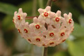 hoya carnosa 01