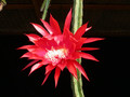 aporocactus peggys cartwheel06