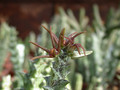 caralluma wissmannii yemen2