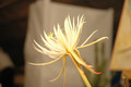 epiphyllum phyllanthus hookeri strictum 02