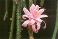 aporocactus gipsy red