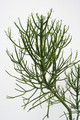 euphorbia tirucall 3664