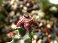 caralluma sp cabo de gafa 02