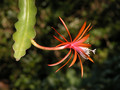 eh jalisco joy 03