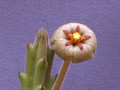 stapelia erecta 0077