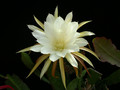 eh cooperi 5800 01