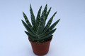 aloe longistyla 6680