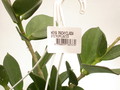 hoya pachyclada 3945
