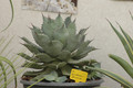 agave guadalajarana 02