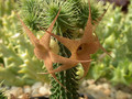 huernia pillansii 01