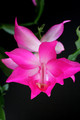 schlumbergera nonoco 5929
