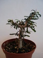 euphorbia neobosseri 77