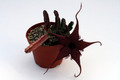 stapelia schinzii pvb5583 0808