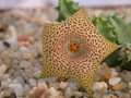 huernia hallii05