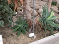 agave attenuata 9054