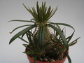 pachypodium rosulatum gracilius 736
