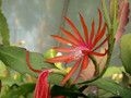 eh tiny flame 9465 12
