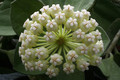 hoya pachyclada 6507