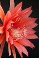 eh flamingo 6531 8031