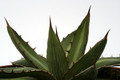 agave funkiana fatal attraction 0683