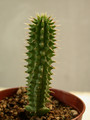 hoodia gordonii