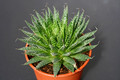 aloe aristata 0143
