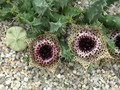 huernia guttata calitzdorp4