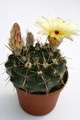 notocactus submammulosus r344 9675