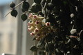 hoya curtisii 03