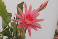 eh zimmerschmuck 92 04