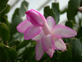 schlumbergera lady linda 08