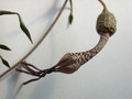 ceropegia simonae rauh73313 es3409 03