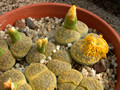 lithops aucampiae jacksons jade c395a 03