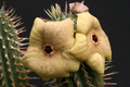 hoodia gordonii 3117