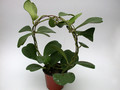hoya kerrii 3996