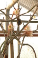 selenicereus grandiflorus koenigin 2006 05 9734