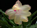 schlumbergera gold charme 08