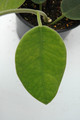 hoya lauterbachii 6545