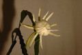 epiphyllum pumilum phasen 2287