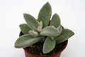kalanchoe eriophylla 1202