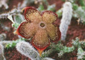 edithcolea grandis