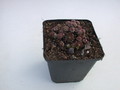 sempervivum minus 5750