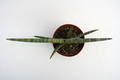 sansevieria cylindrica 5740