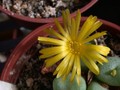 conophytum flavum