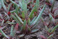 aloe hoffmannii 178