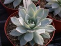 echeveria peackockii