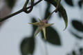hoya telesmoides 9115
