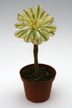 aeonium arboreum variegata 0360