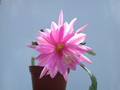 eh thousend pinks 9450 343