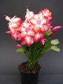 schlumbergera samba brazil 1629